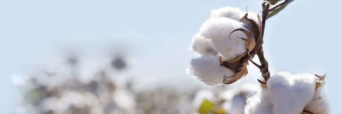 星光正工(江蘇)采棉機(jī)有限公司